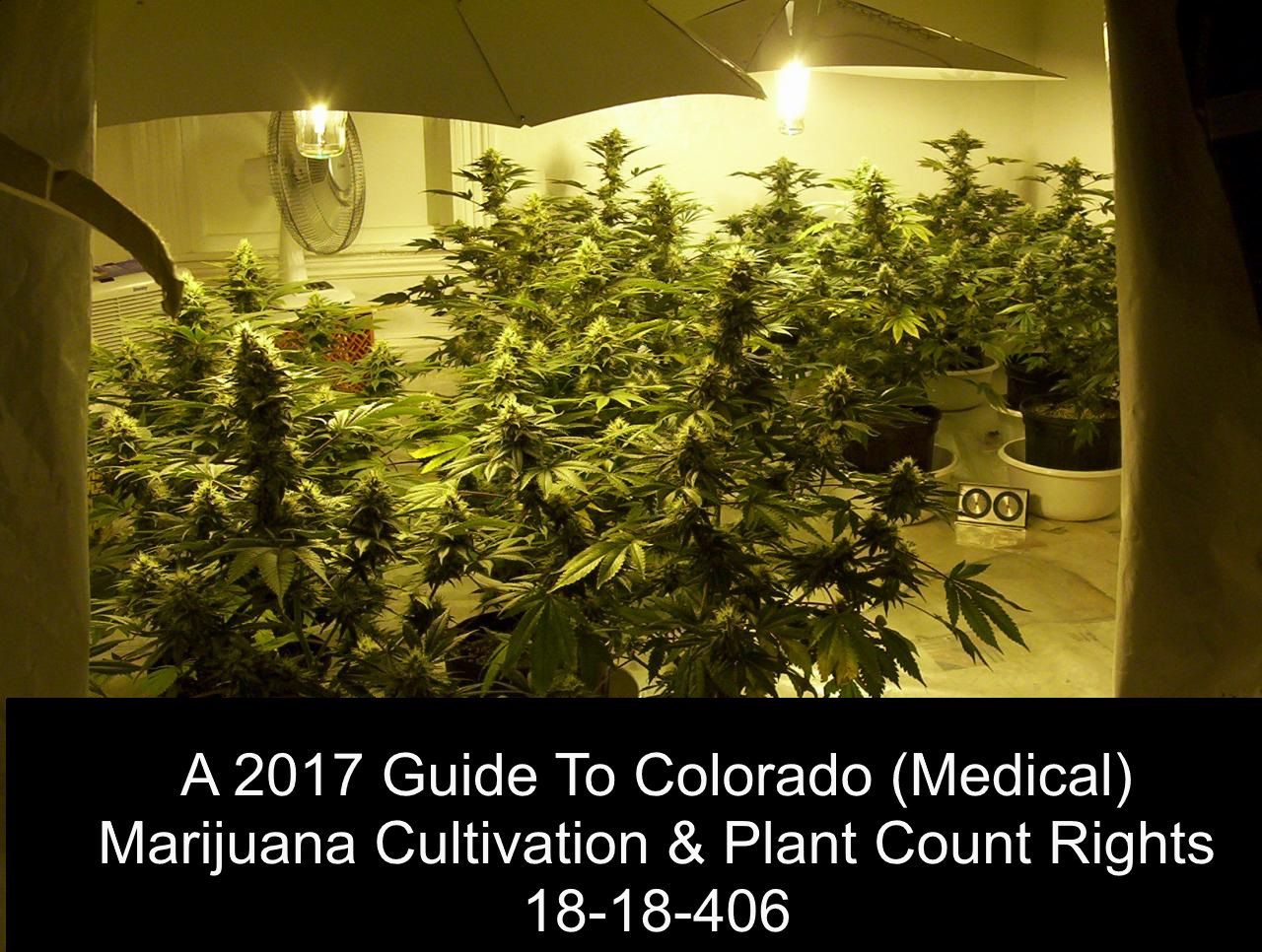 A 2017 Guide To Colorado (Medical) Marijuana Cultivation & Plant Count Rights 18-18-406
